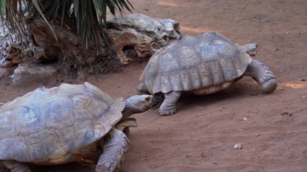 Three Giant Turtles Pass Front Camera — Stock Video