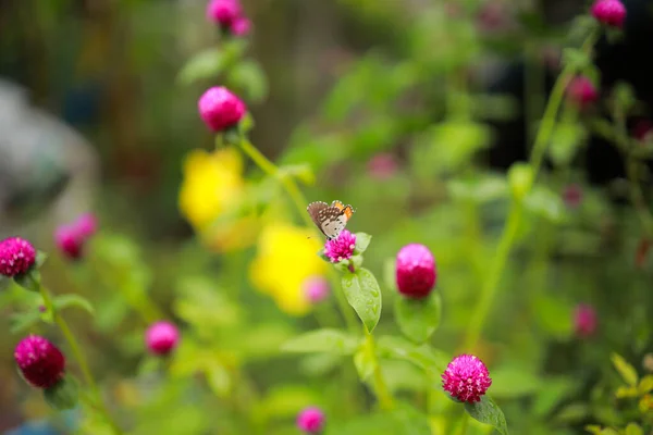 特写蝴蝶在花园里的一朵粉红的花朵上授粉 模糊的绿色背景 背光特写 — 图库照片