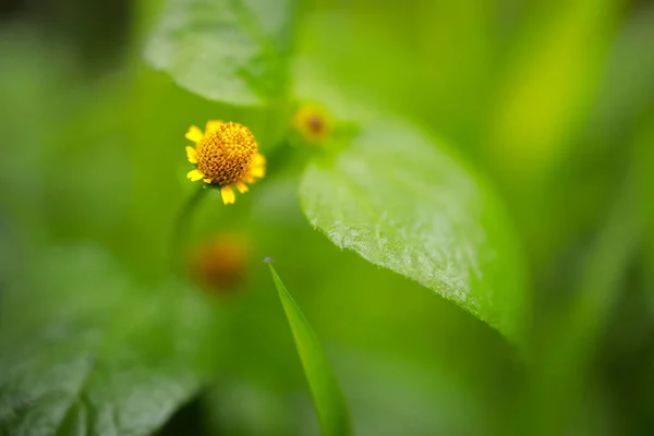 Přípravek Spilanthes Acmella Důležitou Léčivou Rostlinou Nacházející Tropických Subtropických Zemích Stock Fotografie