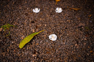 Plumeria taş zemine düşer (yaygın adı Frangipani). Kahverengi toprak zeminli beyaz çiçek
