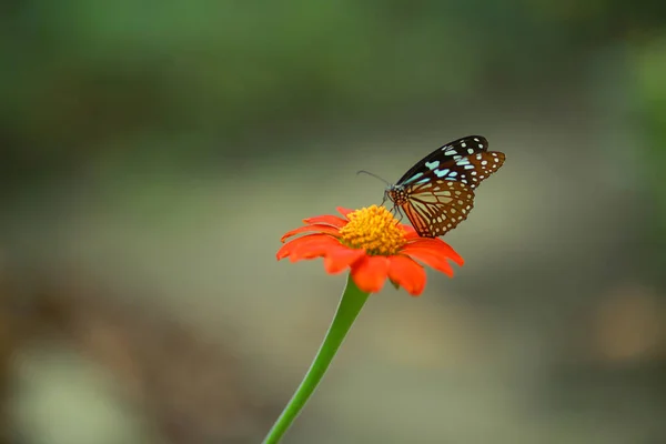 Close Butterfly Zapylanie Różowy Kwiat Ogrodzie Rozmyte Zielone Tło Ekstremalne — Zdjęcie stockowe