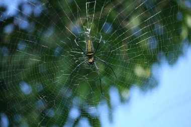 Makro, Nephilinae örümcek ağının detaylarını kapat, beyaz turuncu, kırmızı gri ve siyah renkli, doğal arkaplanı olan. Örümcek ağda oturuyor