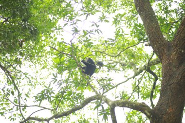 Aslan kuyruklu bir maymun ağaçların üzerinde dolaşıyor. Aslan kuyruklu macak ya da gezgin, Güney Hindistan 'ın Batı Ghat' larına özgü bir Eski Dünya maymunudur.