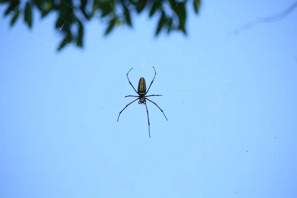 매크로 Macro Nephilinae 부분을 자세히 노란색의 과검은 배경으로 거미줄에 — 스톡 사진