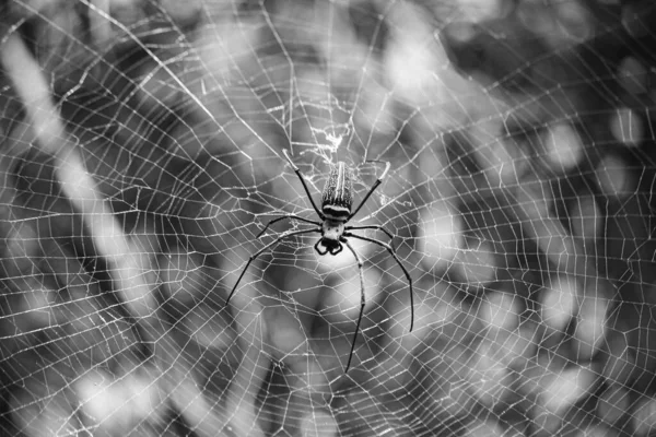Macro Nephilinae Örümcek Ağının Siyah Beyaz Doğa Arka Planının Detaylarını — Stok fotoğraf