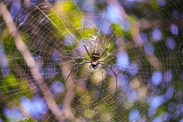 Makro, Nephilinae örümcek ağının detaylarını kapat, beyaz turuncu, kırmızı gri ve siyah renkli, doğal arkaplanı olan. Örümcek ağda oturuyor