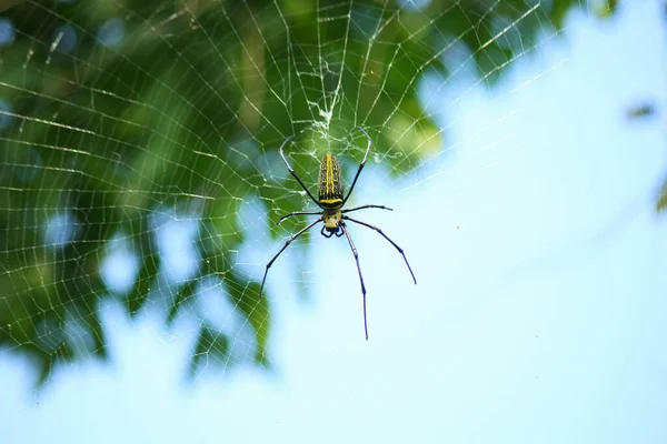 Macro Detalle Cerca Tela Araña Nephilinae Colorido Vívido Blanco Amarillo —  Fotos de Stock