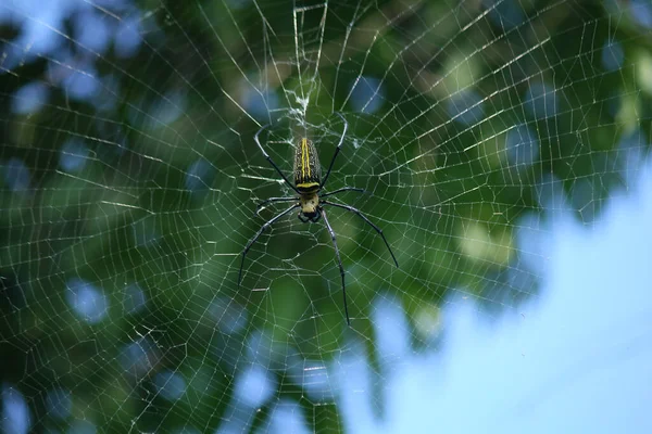 Makro Nahaufnahme Detail Der Nephilinae Spinnennetz Bunt Lebendig Von Weiß — Stockfoto