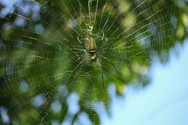 Macro Detalle Cerca Tela Araña Nephilinae Colorido Vívido Blanco Amarillo —  Fotos de Stock