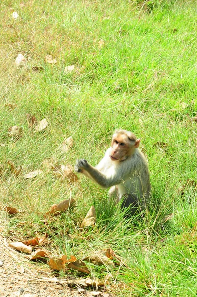 Monyet Rhesus Macaque Hutan — Stok Foto