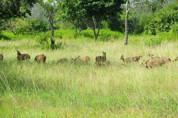 Gemischte Gruppe Von Rehwild Grünland — Stockfoto