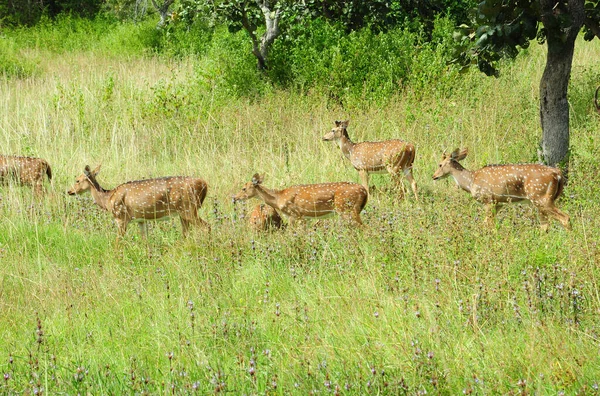 Blandet Gruppe Roe Deer Gressmark – stockfoto