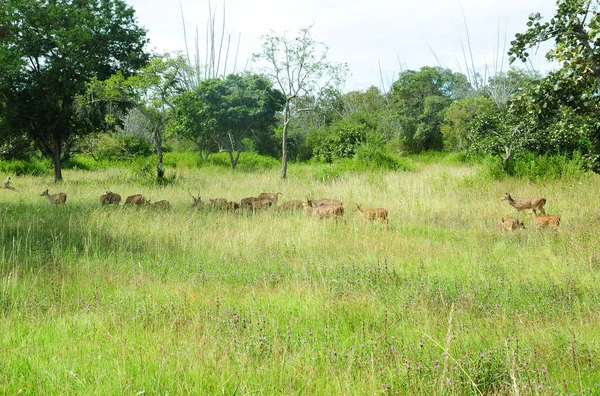 Mixed Group Roe Deer Grassland Environment — Stock Photo, Image