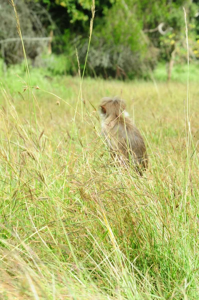 Singes Macaques Rhésus Dans Forêt — Photo