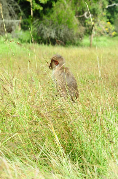 Rhesus Macaque Opice Lese — Stock fotografie