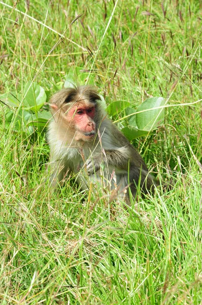 Monyet Rhesus Macaque Hutan — Stok Foto