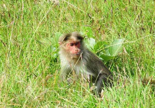 Rhesus Macaque Małpy Lesie — Zdjęcie stockowe