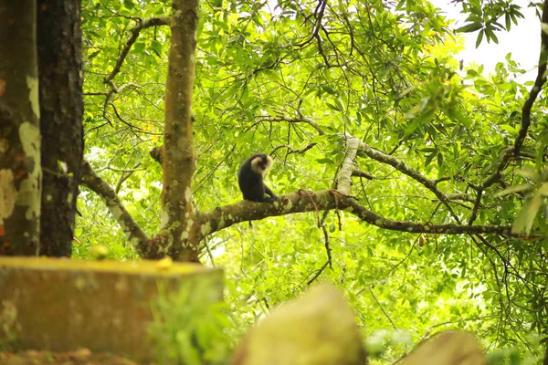 A Lion-tailed macaque moving around on the trees. The lion-tailed macaque, or the wanderoo, is an Old World monkey endemic to the Western Ghats of South India, Kerala