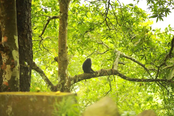 A Lion-tailed macaque moving around on the trees. The lion-tailed macaque, or the wanderoo, is an Old World monkey endemic to the Western Ghats of South India, Kerala