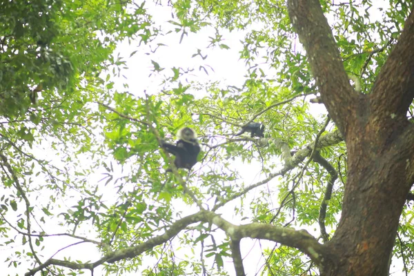 Monyet Ekor Singa Bergerak Sekitar Pohon Pohon Monyet Berekor Singa — Stok Foto