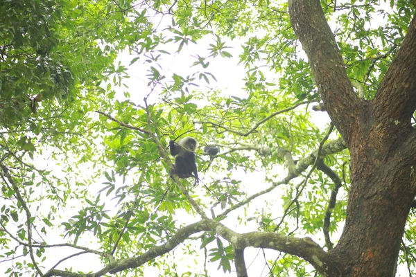 Monyet Ekor Singa Bergerak Sekitar Pohon Pohon Monyet Berekor Singa — Stok Foto