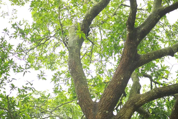 A Lion-tailed macaque moving around on the trees. The lion-tailed macaque, or the wanderoo, is an Old World monkey endemic to the Western Ghats of South India, Kerala