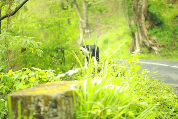 A Lion-tailed macaque moving around on the trees. The lion-tailed macaque, or the wanderoo, is an Old World monkey endemic to the Western Ghats of South India, Kerala