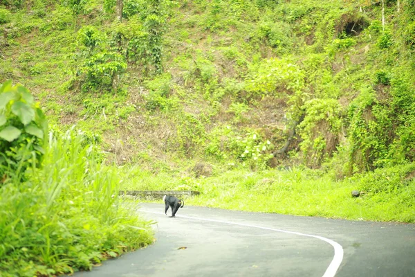 A Lion-tailed macaque moving around on the trees. The lion-tailed macaque, or the wanderoo, is an Old World monkey endemic to the Western Ghats of South India, Kerala