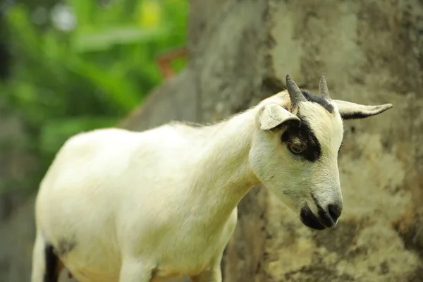 Fazenda Criação Cabras Retrato Cabra Branca Preta Cabra Branca — Fotografia de Stock