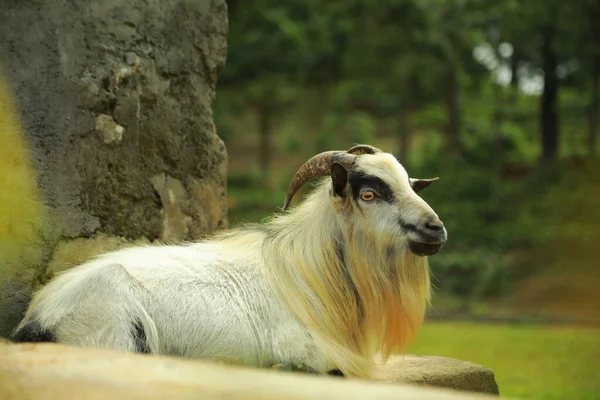 Goat Breeding Farm Portrait White Black Goat White Domestick Goat — Stock Photo, Image