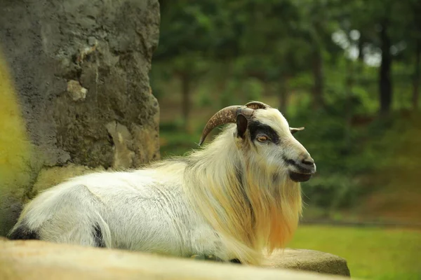 Fazenda Criação Cabras Retrato Cabra Branca Preta Cabra Branca — Fotografia de Stock