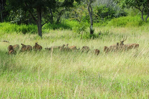 Mixed Group Roe Deer Grassland Environment — Stock Photo, Image