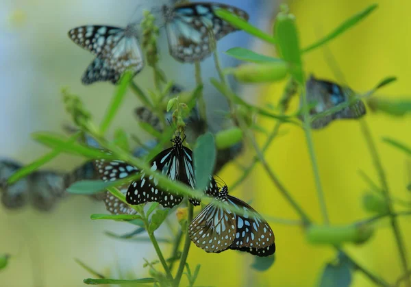 Close Butterfly Zapylanie Kwiat Ogrodzie Rozmyte Zielone Tło Ekstremalne Zbliżenie — Zdjęcie stockowe