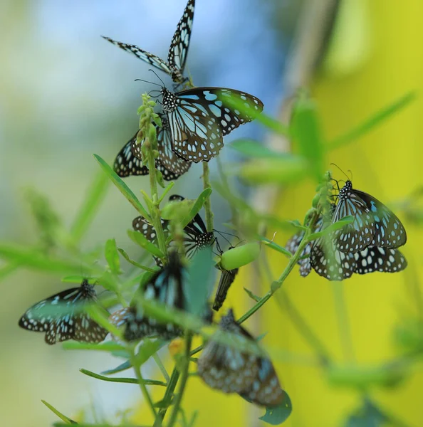 特写蝴蝶在花园里的花朵上授粉 模糊的绿色背景 背光特写 — 图库照片