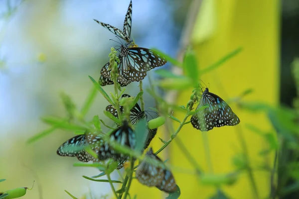 Primer Plano Mariposa Polinizando Sobre Una Flor Jardín Fondo Verde — Foto de Stock