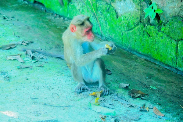 Rhesus Macaque Małpy Lesie — Zdjęcie stockowe