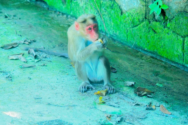 Rhesus Macaque Małpy Lesie — Zdjęcie stockowe