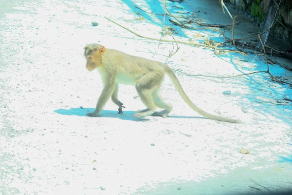 Monyet Rhesus Macaque Hutan — Stok Foto