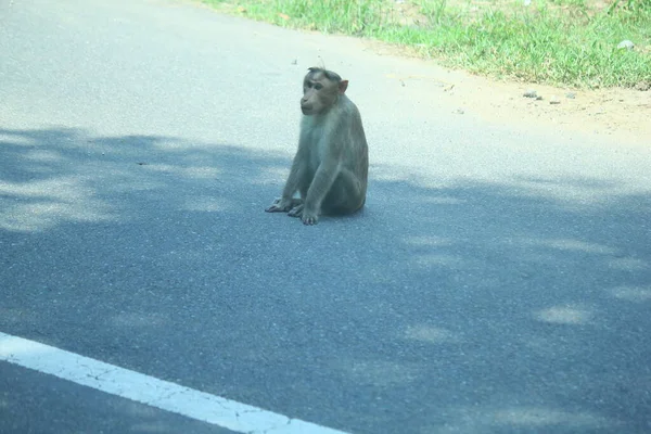 Rhesus Macaque Małpy Lesie — Zdjęcie stockowe