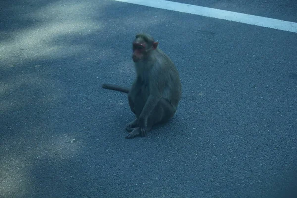 Monyet Rhesus Macaque Hutan — Stok Foto