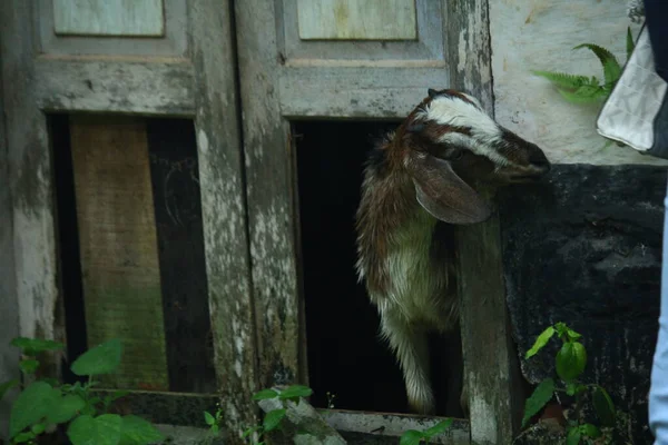 Gros Plan Sur Chèvre Élevée Dans Ferme Kerala Inde — Photo