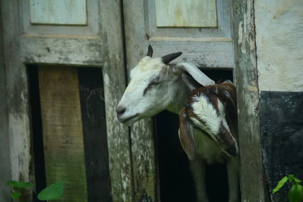 Gros Plan Sur Chèvre Élevée Dans Ferme Kerala Inde — Photo