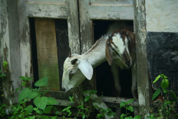 close up on goat raised in the farm, kerala , india