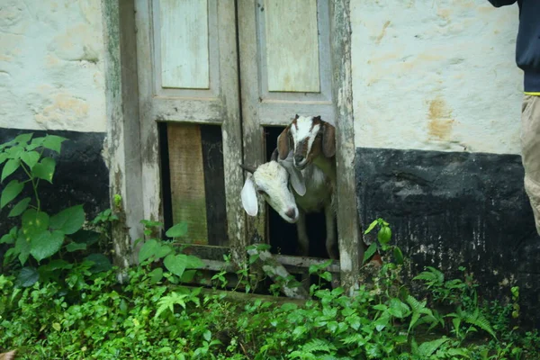 Close Cabra Criada Fazenda Kerala Índia — Fotografia de Stock
