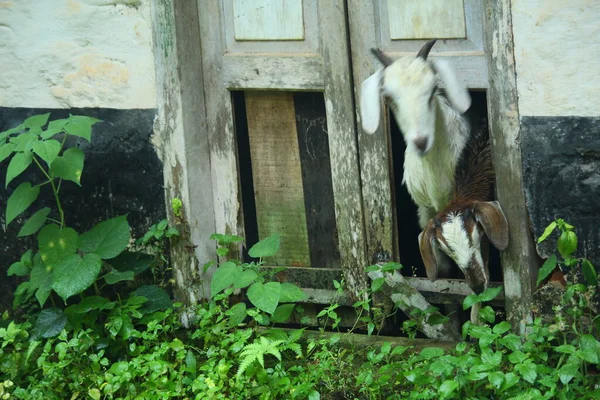 Close Cabra Criada Fazenda Kerala Índia — Fotografia de Stock