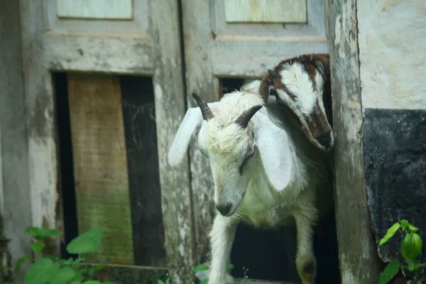 Fazenda Criação Cabras Retrato Cabra Branca Preta Cabra Branca — Fotografia de Stock