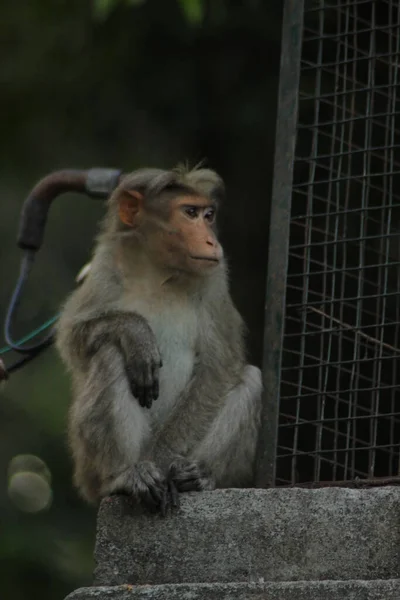 Ormanda Rhesus Macaque Maymunları