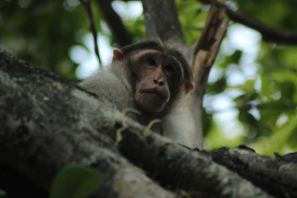 Rhesus Macaque Małpy Lesie — Zdjęcie stockowe