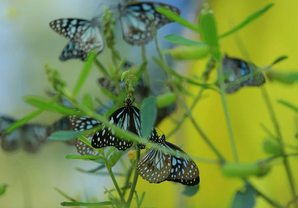Primer Plano Mariposa Polinizando Sobre Una Flor Jardín Fondo Verde Imagen de archivo