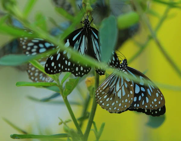 Primo Piano Farfalla Che Impollina Fiore Giardino Sfondo Verde Sfocato — Foto Stock